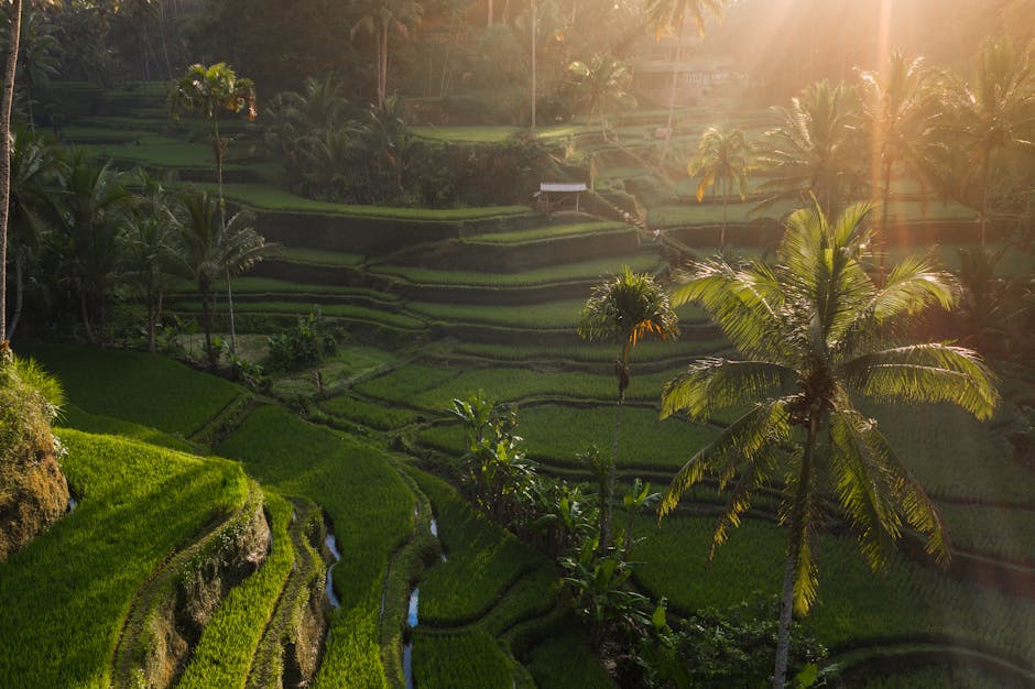 The Most Beautiful Rice Terraces - 1689BLOG